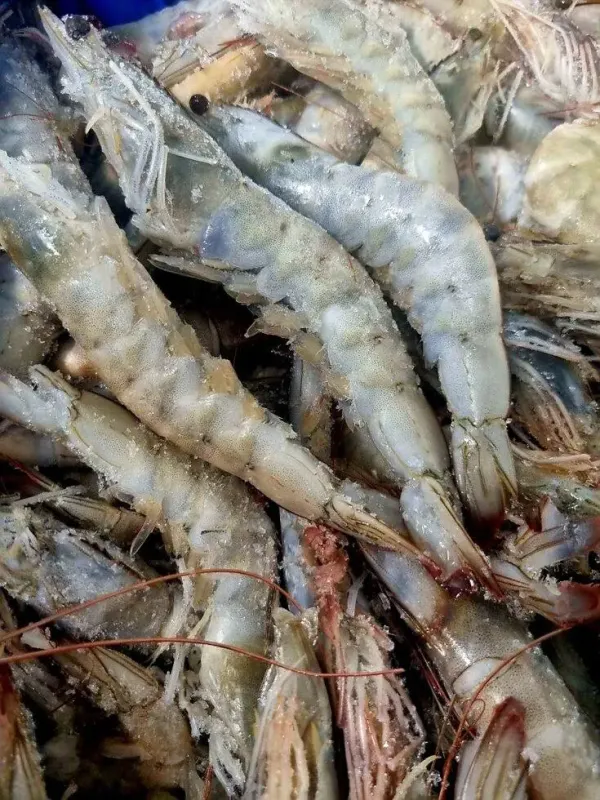 Креветка королівська дика Ваннамей, сира з головою (20-30 шт на кг), Еквадор (2 кг/ящ) - фото 2